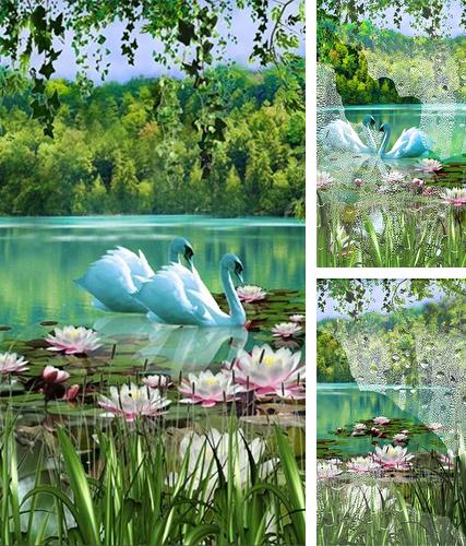 Kostenloses Android-Live Wallpaper Schwäne und Lilien. Vollversion der Android-apk-App Swans and lilies für Tablets und Telefone.