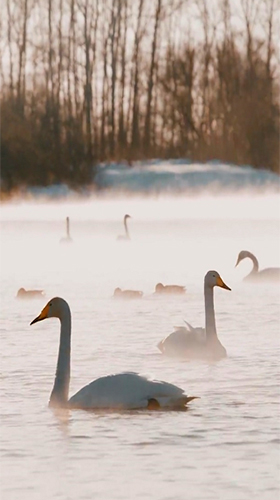Téléchargement gratuit de Swans by JimmyTummy pour Android.