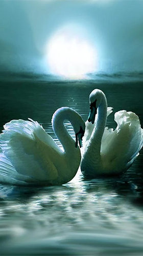 Swans by SweetMood - бесплатно скачать живые обои на Андроид телефон или планшет.