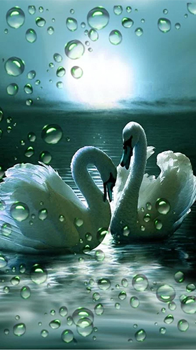 Download Swans by SweetMood - livewallpaper for Android. Swans by SweetMood apk - free download.
