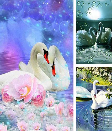 Download live wallpaper Swans by SweetMood for Android. Get full version of Android apk livewallpaper Swans by SweetMood for tablet and phone.