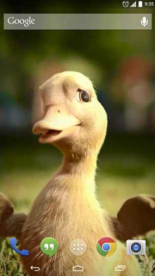 Fondos de pantalla animados a Talking duck para Android. Descarga gratuita fondos de pantalla animados Pato que habla.