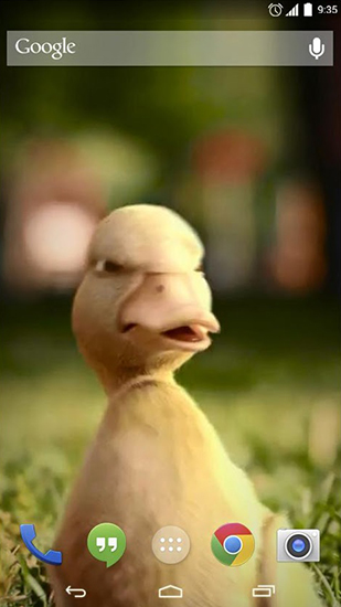 Écrans de Talking duck pour tablette et téléphone Android.