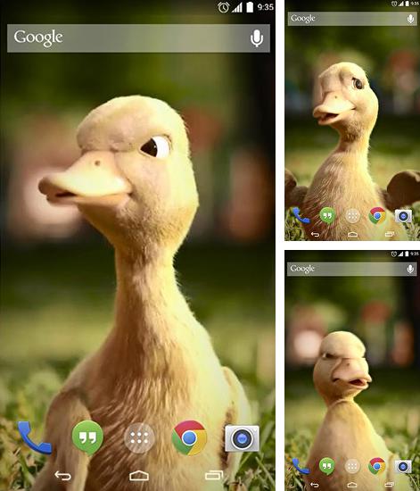 In addition to live wallpaper Ivy leaf for Android phones and tablets, you can also download Talking duck for free.