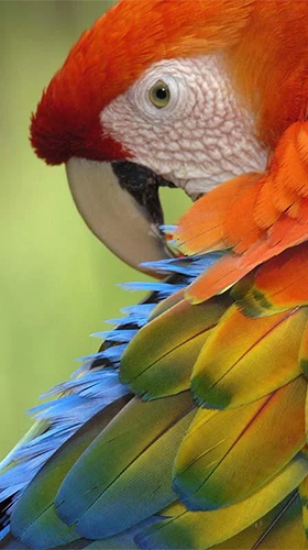 Talking parrot - бесплатно скачать живые обои на Андроид телефон или планшет.