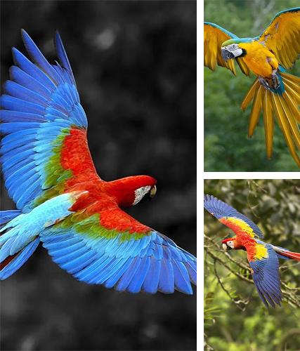 Talking parrot - бесплатно скачать живые обои на Андроид телефон или планшет.