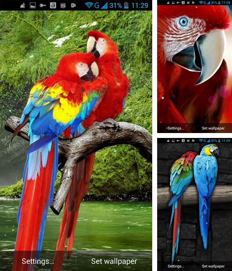 Parrot - бесплатно скачать живые обои на Андроид телефон или планшет.