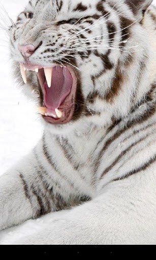 Tiger für Android spielen. Live Wallpaper Tiger kostenloser Download.