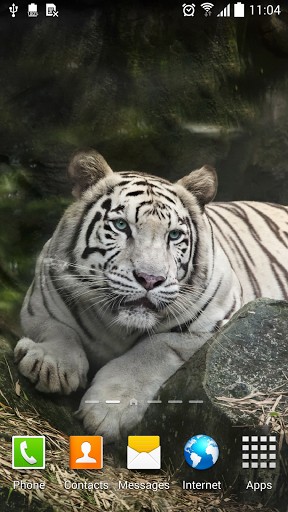 Bengal Tiger Siberian Tiger Tiger Live Wallpaper - download