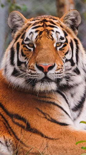 Tiger by Creative Factory Wallpapers