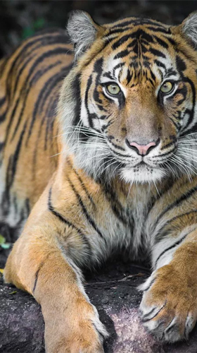 Tiger by Creative Factory Wallpapers - бесплатно скачать живые обои на Андроид телефон или планшет.
