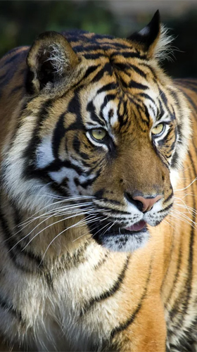 Download Tiger by Creative Factory Wallpapers - livewallpaper for Android. Tiger by Creative Factory Wallpapers apk - free download.