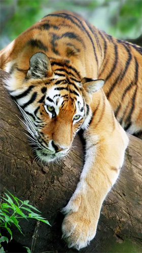 Screenshots of the Tiger by Creative Factory Wallpapers for Android tablet, phone.