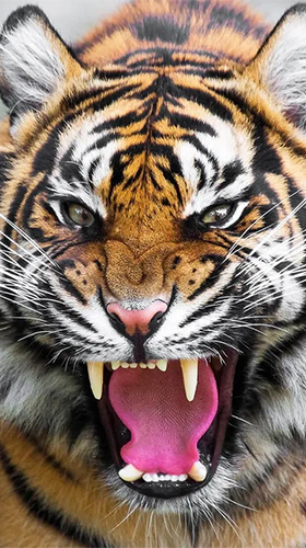 Tiger by Jango LWP Studio für Android spielen. Live Wallpaper Tiger kostenloser Download.