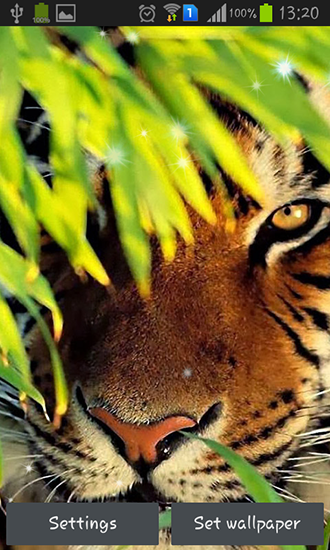 Capturas de pantalla de Tigers para tabletas y teléfonos Android.