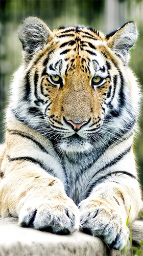Tigers by Live Wallpaper HD 3D - бесплатно скачать живые обои на Андроид телефон или планшет.
