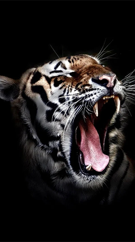 Tigers by Live Wallpaper HD 3D - скачать бесплатно живые обои для Андроид на рабочий стол.