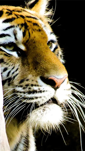 Capturas de pantalla de Tigers by Live Wallpaper HD 3D para tabletas y teléfonos Android.