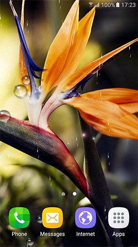 Écrans de Tropical flowers pour tablette et téléphone Android.