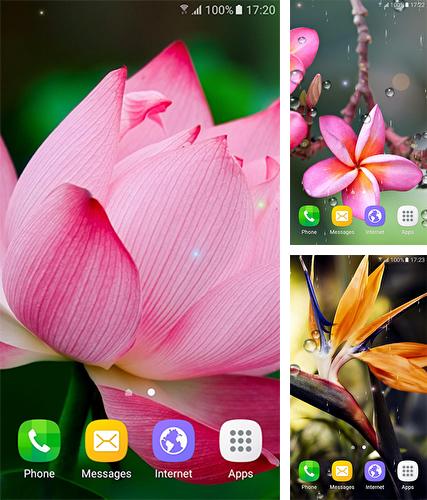 Kostenloses Android-Live Wallpaper Tropische Blumen. Vollversion der Android-apk-App Tropical flowers für Tablets und Telefone.