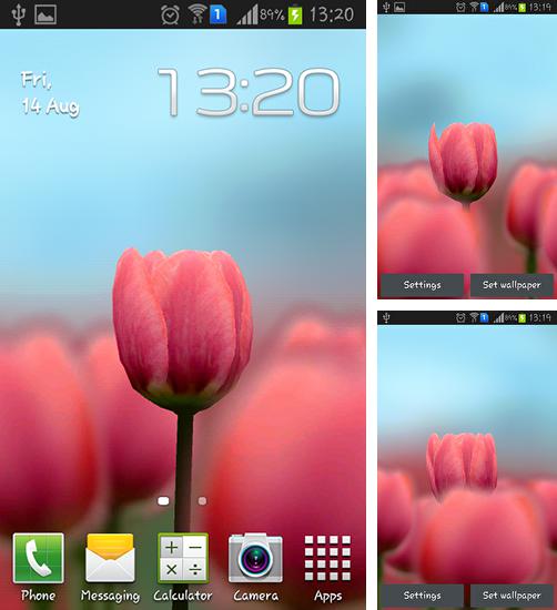 Дополнительно к живым обоям на Андроид телефоны и планшеты Розовые: Я люблю тебя, вы можете также бесплатно скачать заставку Tulip 3D.