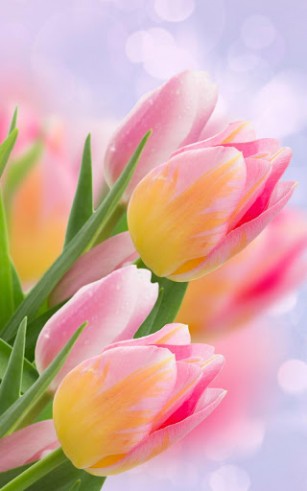 Télécharger le fond d'écran animé gratuit Tulipes . Obtenir la version complète app apk Android Tulips pour tablette et téléphone.