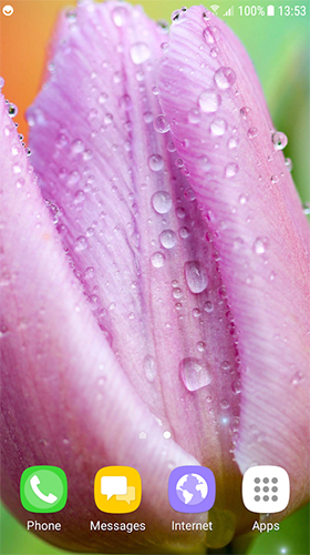 Screenshots of the Tulips by Live Wallpapers 3D for Android tablet, phone.