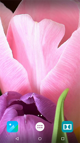 Геймплей Tulips by Live Wallpapers 3D для Android телефона.