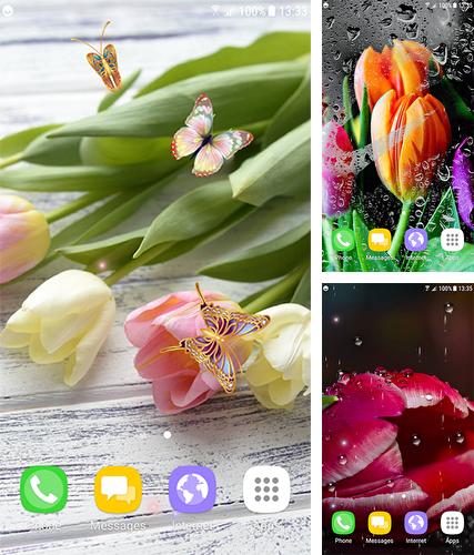 Kostenloses Android-Live Wallpaper Tulpen. Vollversion der Android-apk-App Tulips by Live Wallpapers 3D für Tablets und Telefone.