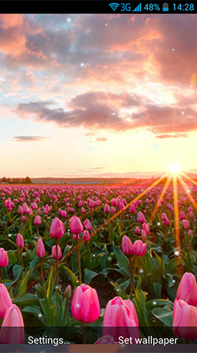 Tulips by Wallpaper qHD - бесплатно скачать живые обои на Андроид телефон или планшет.