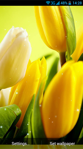 Fondos de pantalla animados a Tulips by Wallpaper qHD para Android. Descarga gratuita fondos de pantalla animados Tulipanes .