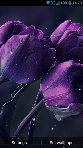 Screenshots of the Tulips by Wallpaper qHD for Android tablet, phone.