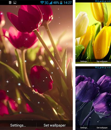 Tulips by Wallpaper qHD - бесплатно скачать живые обои на Андроид телефон или планшет.