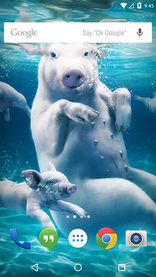 Underwater animals