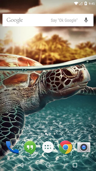 Underwater animals - безкоштовно скачати живі шпалери на Андроїд телефон або планшет.