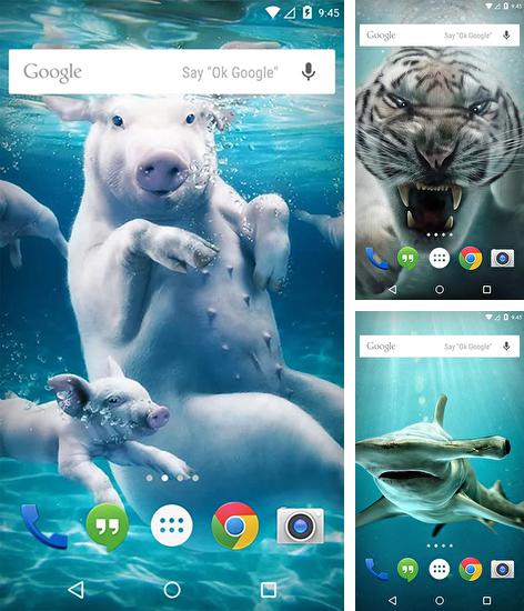 Zusätzlich zum Live Wallpaper Schwarz für Android Mobiltelefone und Tablets, können Sie auch Underwater animals, Unterwassertiere kostenlos herunterladen.