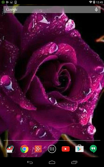 Android 用紫色のバラをプレイします。ゲームViolet roseの無料ダウンロード。
