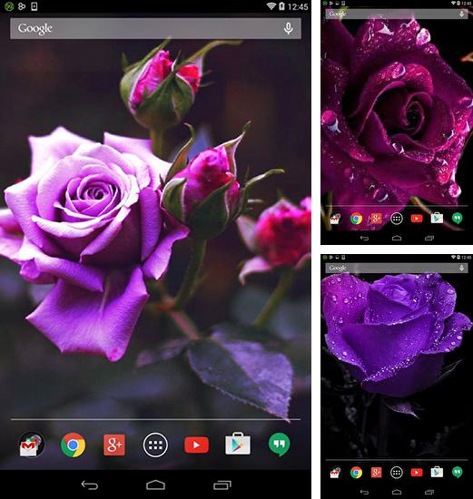 Kostenloses Android-Live Wallpaper Violette Rose. Vollversion der Android-apk-App Violet rose für Tablets und Telefone.