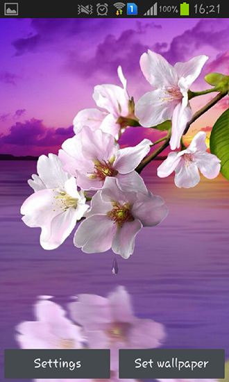 Water drop: Flowers and leaves live wallpaper for Android. Water drop:  Flowers and leaves free download for tablet and phone.