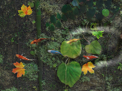 Скріншот Water koi fish pond. Скачати живі шпалери на Андроїд планшети і телефони.