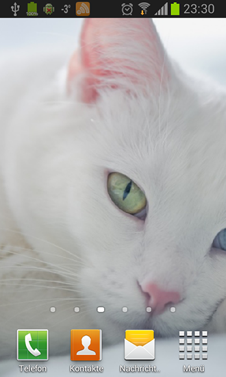 White cats für Android spielen. Live Wallpaper Weiße Katzen kostenloser Download.