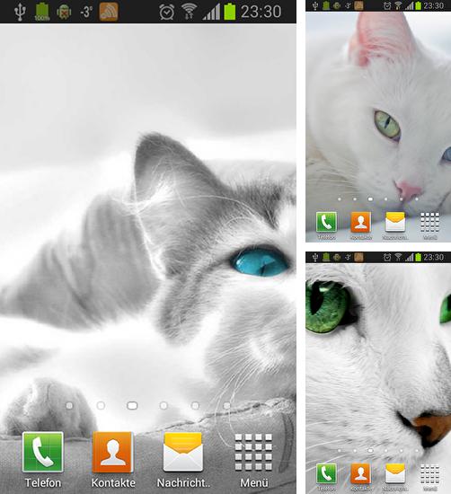 In addition to live wallpaper Christmas trees for Android phones and tablets, you can also download White cats for free.