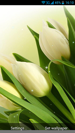 Descarga gratuita fondos de pantalla animados Flores blancas para Android. Consigue la versión completa de la aplicación apk de White flowers para tabletas y teléfonos Android.