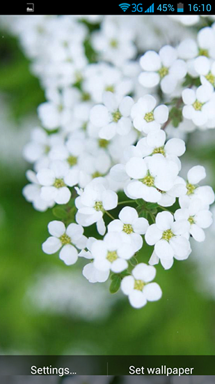 White flowers für Android spielen. Live Wallpaper Weiße Blumen kostenloser Download.