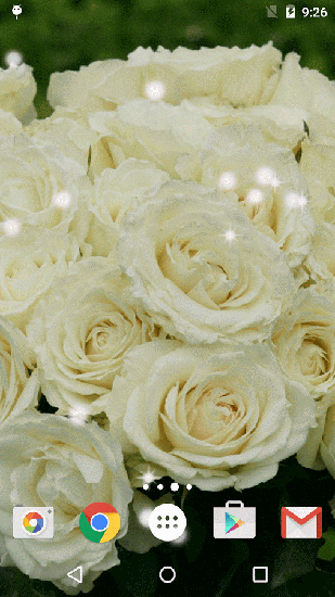 Écrans de White rose pour tablette et téléphone Android.