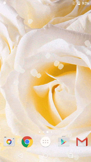 Як виглядають живі шпалери White rose.