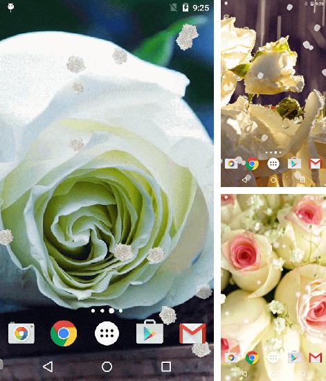 Kostenloses Android-Live Wallpaper Weiße Rose. Vollversion der Android-apk-App White rose für Tablets und Telefone.