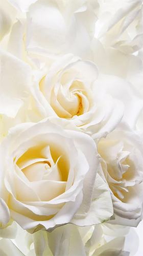Fondos de pantalla animados a White rose by HQ Awesome Live Wallpaper para Android. Descarga gratuita fondos de pantalla animados Rosa blanca .