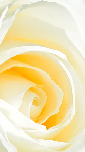Як виглядають живі шпалери White rose by HQ Awesome Live Wallpaper.
