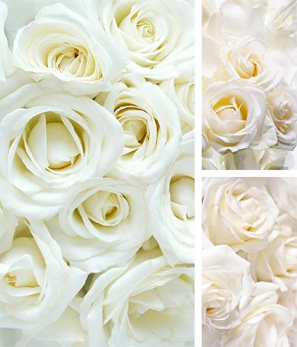 White rose by HQ Awesome Live Wallpaper - бесплатно скачать живые обои на Андроид телефон или планшет.